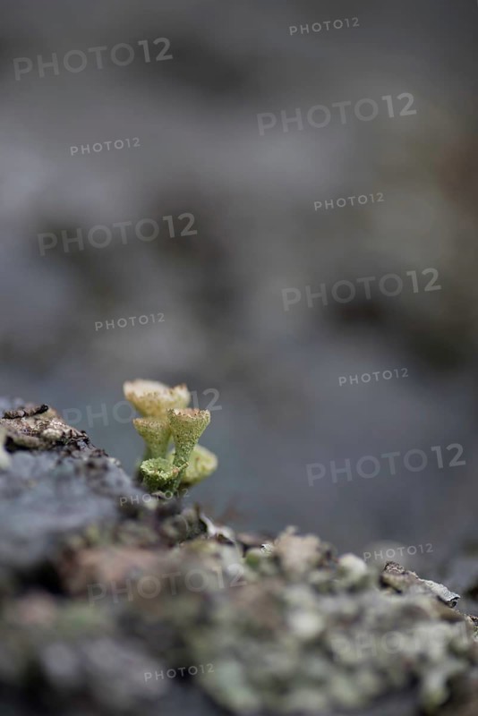 Cup lichen (Cladonia fimbriata) growing on a rock, portrait, close-up, nature, nature photograph, Innlandet, Norway, Europe