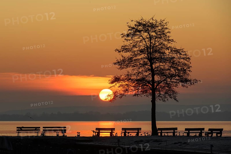 Sunrise at Lake Dümmer, jetty, stillness, lake, tree, sun, Dümmerlohhausen, Lower Saxony, Germany, Europe