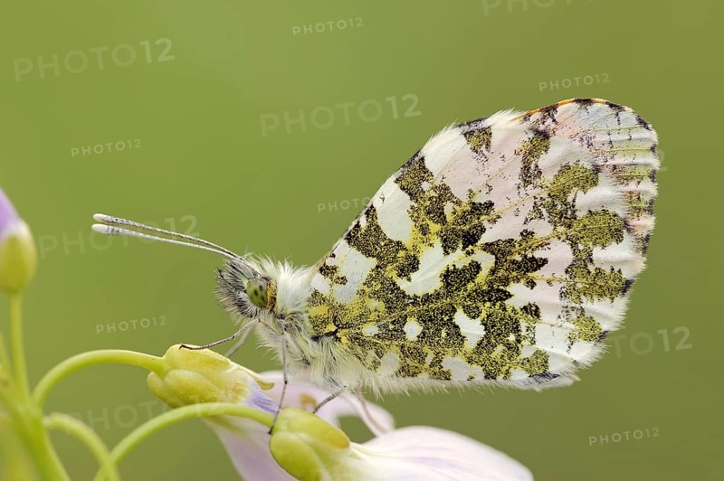 Orange tip (Anthocharis cardamines) on cuckoo flower (Cardamine pratensis), North Rhine-Westphalia, Germany, Europe