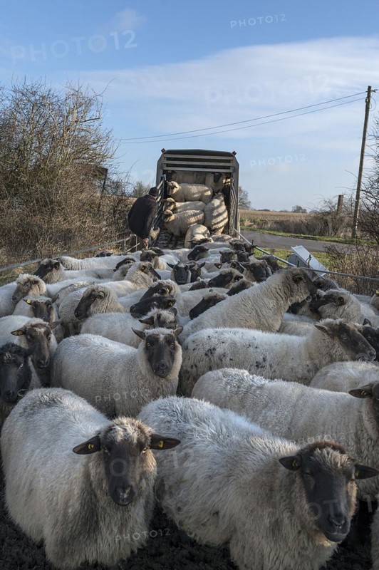 Shepherd loading his sheep into a double-decker livestock trailer, Mecklenburg-Western Pomerania, Germany, Europe