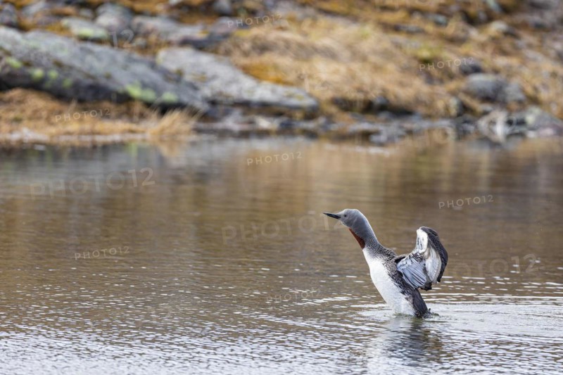 Red-throated diver (Gavia stellata), adult bird with outstretched wings rising from the water, Varanger, Finnmark, Norway, Europe