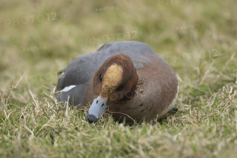 Eurasian wigeon duck (Mareca penelope) adult male bird feeding on grassland, England, United Kingdom, Europe