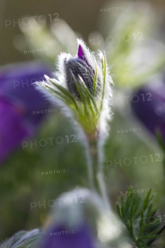 Common pasque flower (Pulsatilla vulgaris), Ranunculaceae, Rauer Stein, Irndorf, Upper Danube Nature Park, Baden-Württemberg, Germany, Europe