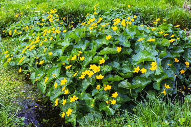 Marsh marigold (Caltha palustris), Ranunculaceae, spring, Lippachtal, Mühlheim, Upper Danube Nature Park, Baden-Württemberg, Germany, Europe