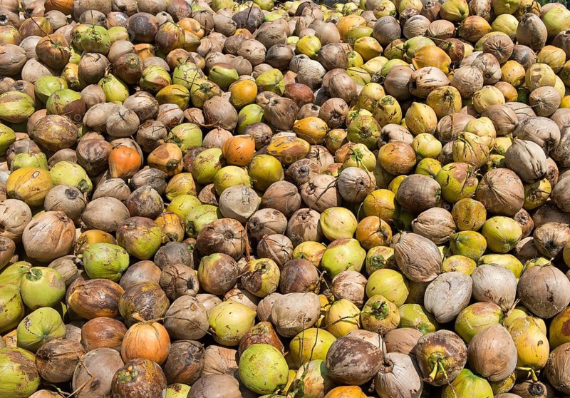 A pile of fresh coconuts, fruits of the coconut palm (Cocos nucifera), for the production of copra, Koh Samui, Thailand, Asia