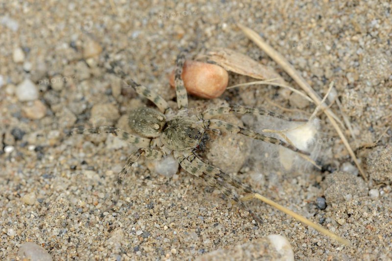 Giant riverbank spider (Arctosa cinerea), female, Provence, southern France