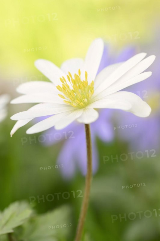 Blue anemone (Anemone apennina var. albiflora), flower, garden plant, North Rhine-Westphalia, Germany, Europe