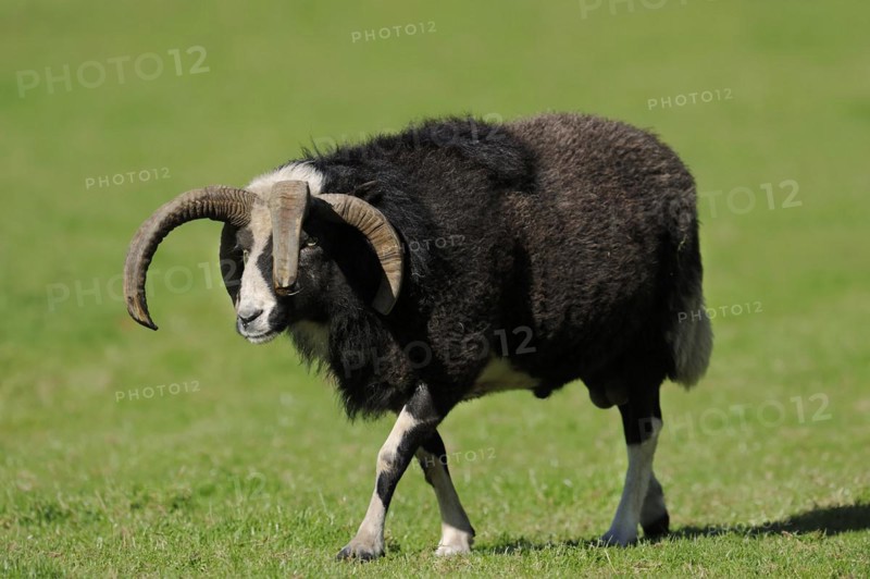 Jacob sheep (Ovis ammon f. aries), ram, Lower Saxony Germany