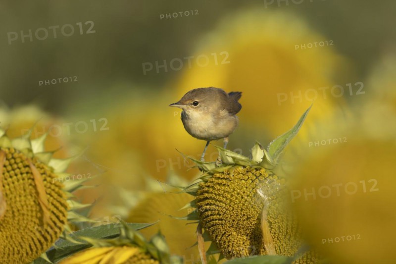 Reed warbler (Acrocephalus scirpaceus) adult bird on a flowering Sunflower plant flower in the summer, England, United Kingdom, Europe