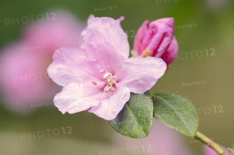 Early spring alpine rose (Rhododendron praecox), flower, ornamental plant, North Rhine-Westphalia, Germany, Europe