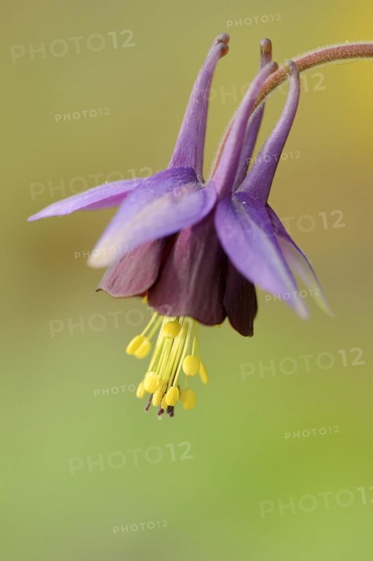 Brown columbine 'Chocolate Soldier' (Aquilegia viridiflora), flower, ornamental plant, North Rhine-Westphalia, Germany, Europe