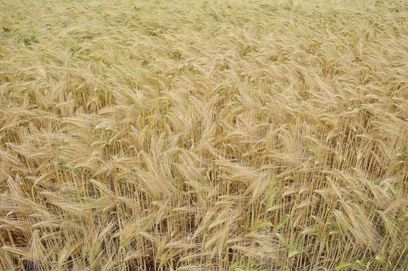 Field with rye (Secale cereale), North Rhine-Westphalia, Germany, Europe
