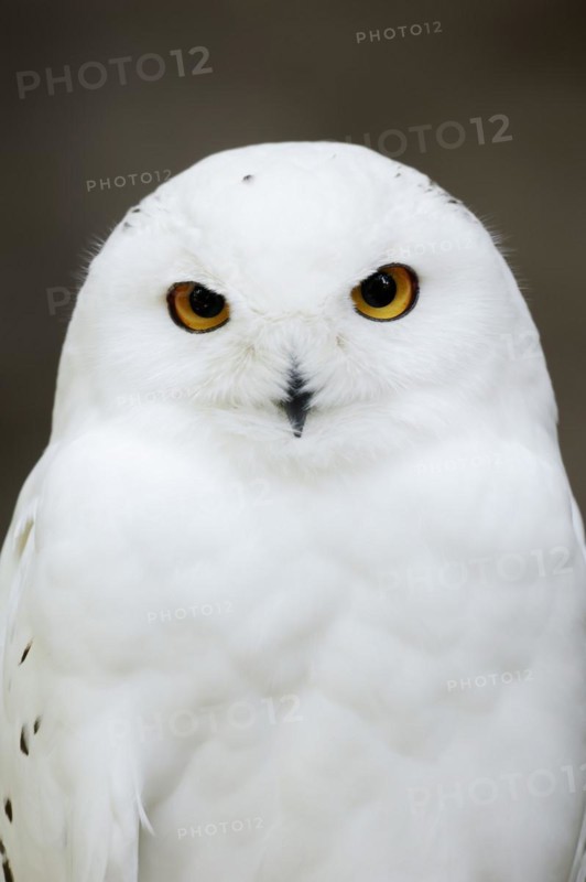 Snowy owl (Bubo scandiacus, Nyctea scandiaca), male, portrait, captive, North Rhine-Westphalia, Germany, Europe