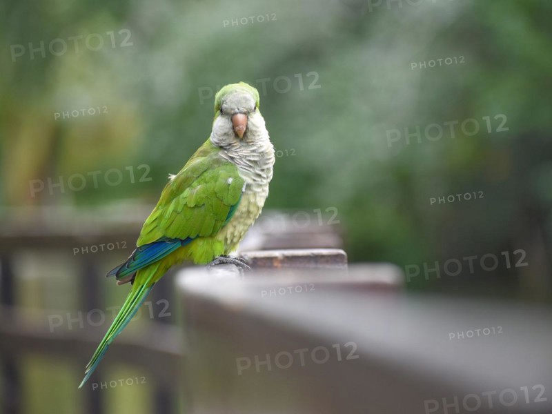 Portrait of a monk parakeet (Myiopsitta monachus) in a park in Buenos Aires, Argentina, South America