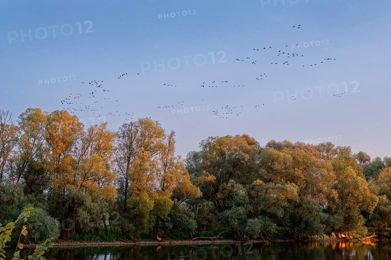 Birds above the Warta Estuary National Park, Park Narodowy Ujscie Warty, where the Warta flows into the Oder. The bird sanctuary consists mainly of meadows and pastures, which are intersected by numerous old river courses and canals. Aerial photo. Kostrzyn nad Odra, Lubusz, Poland, Europe