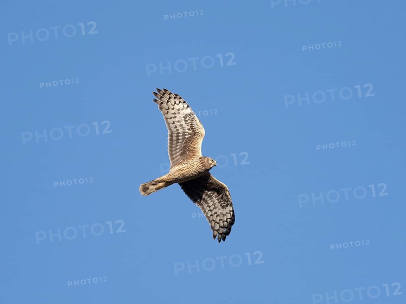 Hen harrier (Circus cyaneus) female in flight, flying northwards during the spring migration, Hesse, Germany, Europe