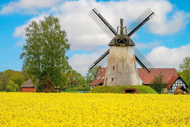 Windmill with rape field Wegholm Germany