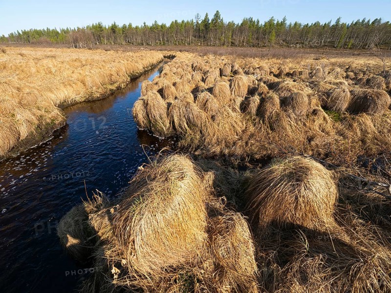 Greater Tussock Sedge (Carex paniculata), growing on marshland beside a stream, May, Finnish Lapland