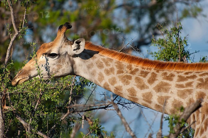 Portrait of a southern giraffe (Giraffa giraffa), free-living, wilderness, safari, travel, animal portrait, in Moremi National Park in Botswana