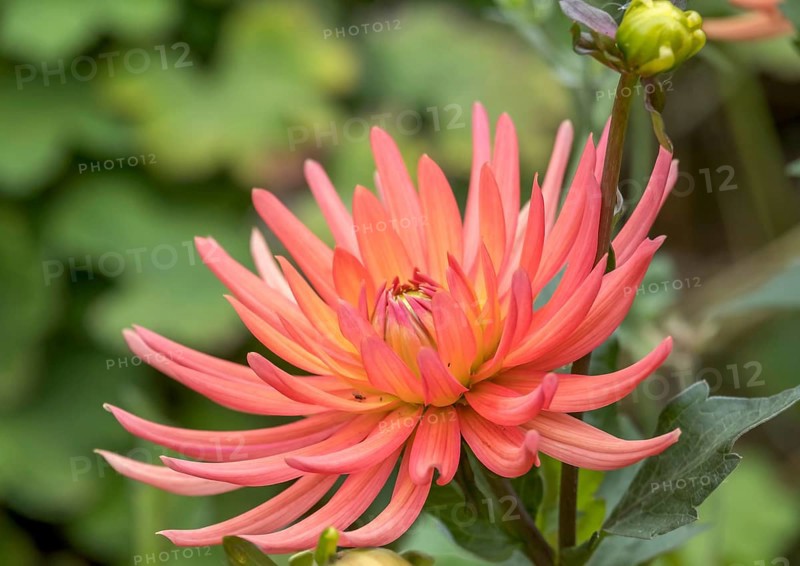 Dahlia (Dahlia), North Rhine-Westphalia, Germany, Europe