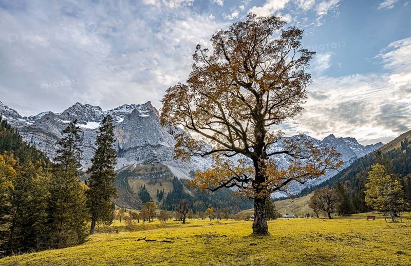 Maple tree with autumn leaves, autumn landscape in Rißtal with Spritzkarspitze, Großer Ahornboden, Engalpe, Eng, municipality of Hinterriß, Karwendel Mountains, Alpenpark Karwendel, Tyrol, Austria, Europe