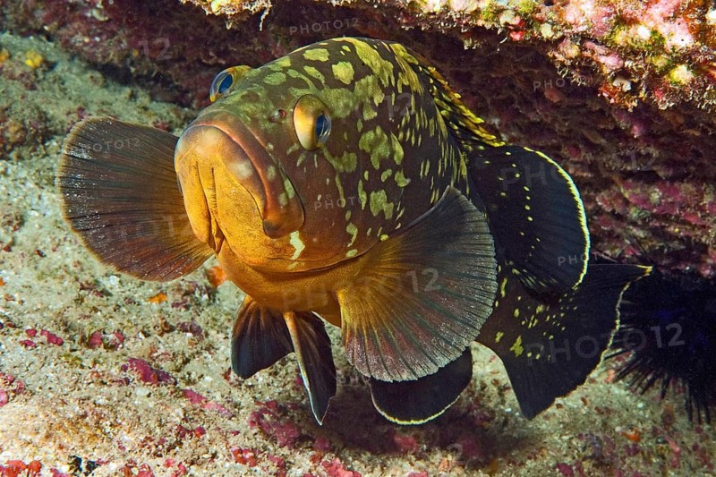 Juvenile dusky grouper (Epinephelus marginatus) suspended in reef under rocky outcrop, Eastern Atlantic, Macaronesian Archipelago, Canary Islands, Fuerteventura, Spain, Europe