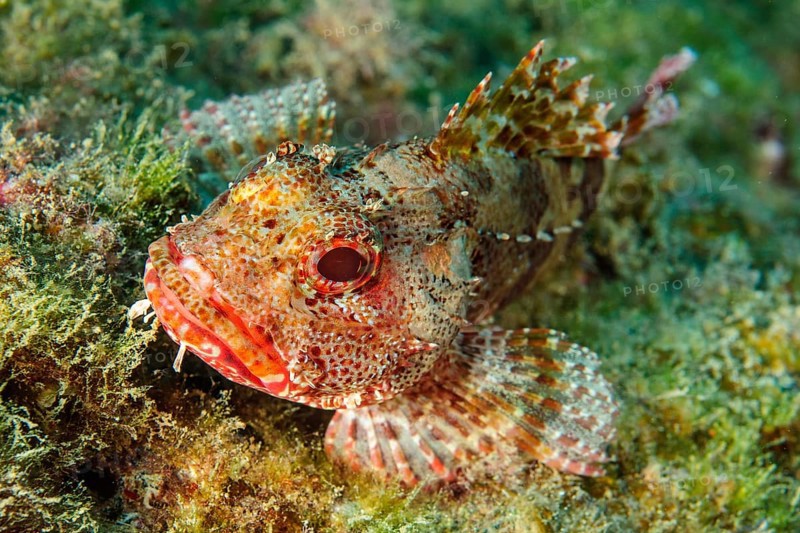 Small specimen of canary island dragonhead (Scorpaena canariensis) lying among seaweed on the seabed, Eastern Atlantic, Macaronesian Archipelago, Canary Islands, Fuerteventura, Spain, Europe