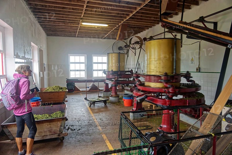 A woman explores a tea processing factory with various machines, tea cultivation and production Cha Gorreana near Sao Bras, Sao Miguel, Azores, Portugal, Europe