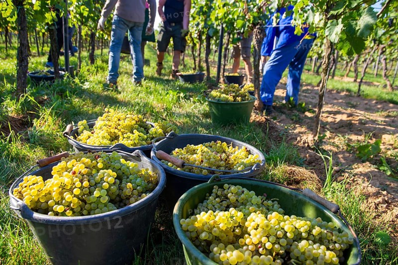 Hand-picking of Chardonnay grapes in the Palatinate in 2023 (Norbert Groß winery, Meckenheim) . The grapes are processed into Crémant