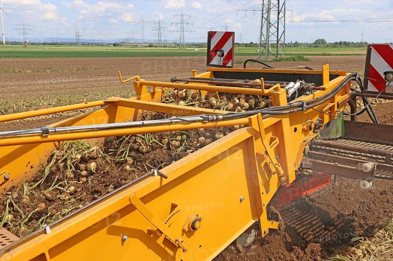 Farmer Markus Frank from Frankenthal during the agricultural onion harvest (onion harvesting)