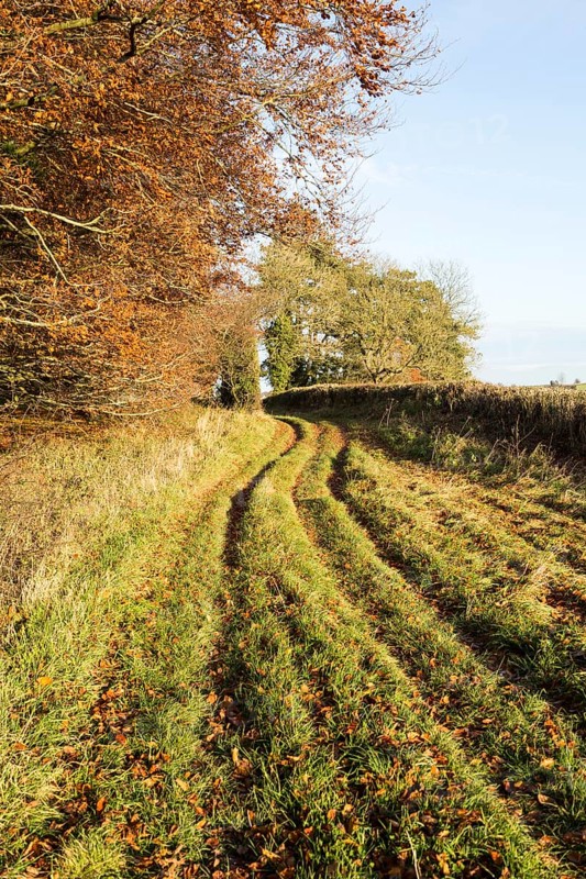 Grassy rutted track part of an ancient avenue from Beckhampton towards Avebury, Wiltshire, England, UK