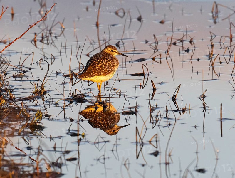 Wood sandpiper (Tringa glareola), Wood Sandpiper adult, resting at edge of lake, at sunset, Pokka, Finnish Lapland