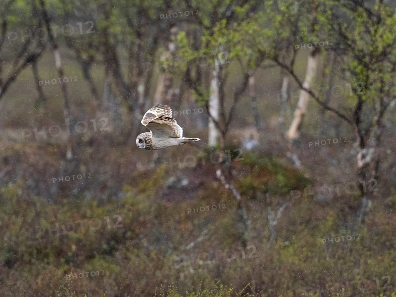 Short-eared owl (Asio flammeus) in flight, searching for prey over heathland, in the rain, May, Finnish Lapland