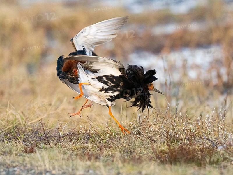 Ruff (Calidris pugnax) two males in breeding plumage at lek, fighting over female, Pokka, Finnish Lapland