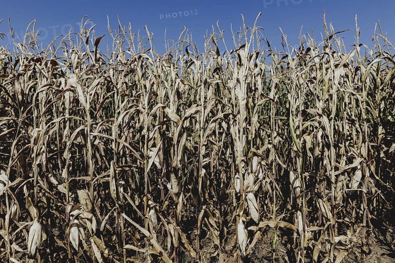 Dried corn, photographed in Bad Dürrenberg, 28/08/2024