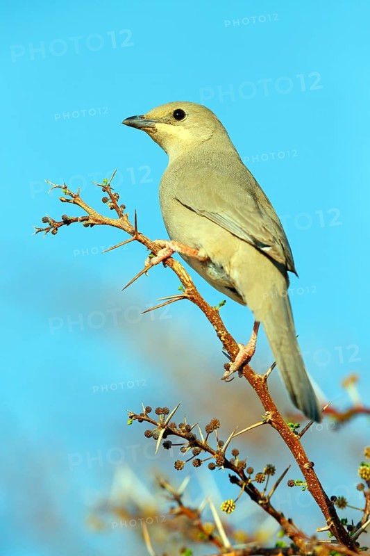 Grey hypocolius (Hypocolius ampelinus), Mudday, Salalah, Dhofar, Oman, Asia