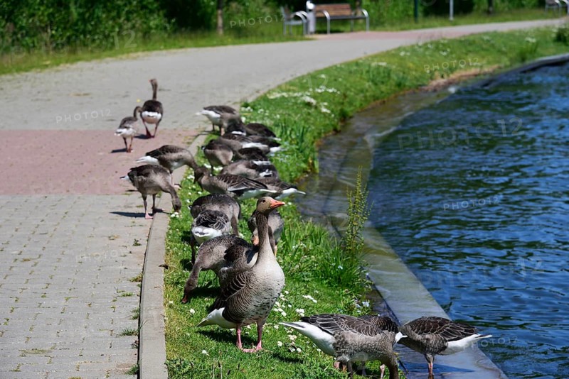 Europe, Germany, Mecklenburg-Western Pomerania, Plau am See, Lake Plau, Elde-Müritz waterway, waterfowl on the shoreline, Plau am See, Mecklenburg-Western Pomerania, Germany, Europe
