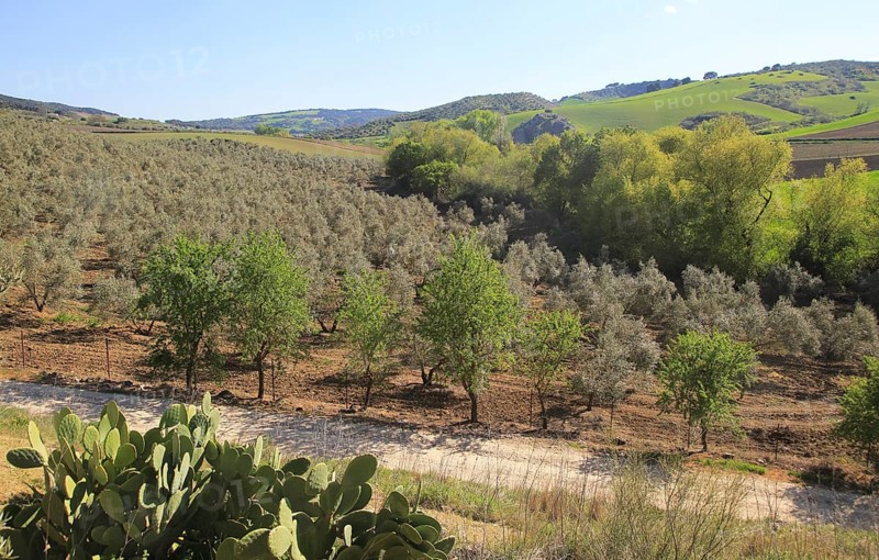Farming landscape of Rio Setenil valley, Cuevas del Marques, Serrania de Ronda, Spain, Europe