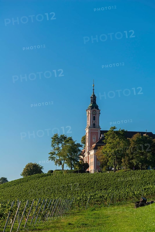 Viticulture on the hillside, Birnau pilgrimage church, Uhldingen-Mühlhofen, Lake Constance, Baden-Württemberg, Germany, Europe