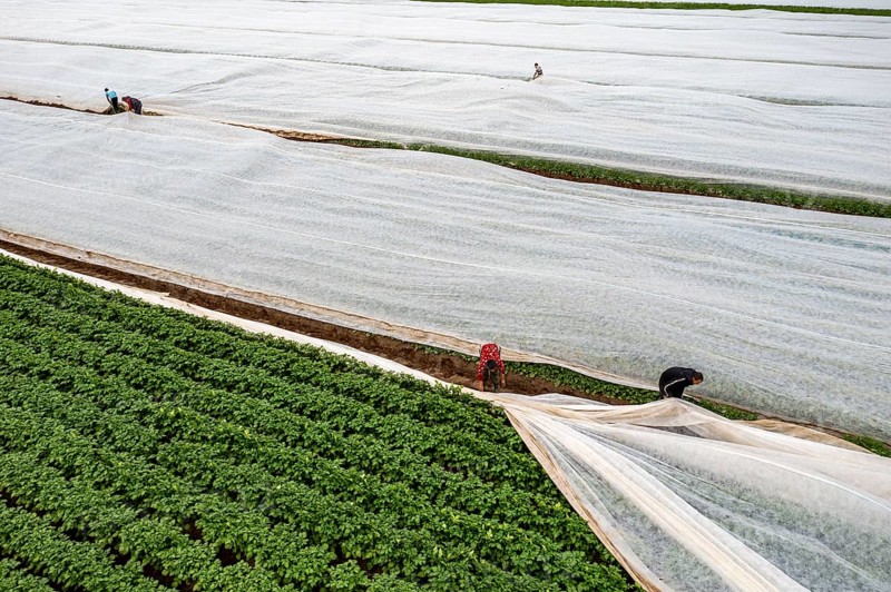 Potato field, fleece cover is removed, the fleece is intended to protect against weather influences, pests, hailstorms in spring and supports growth at low temperatures, here early potatoes, 6 weeks after planting, a good 3 weeks until harvest, North Rhine-Westphalia, Germany, Europe