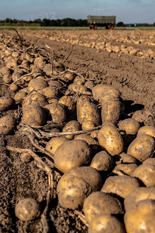 Potato harvest, Melodie variety, so-called split harvesting method, first the tubers are taken out of the ground with a row planter, then, after a short drying phase, collected and loaded with a bunker harvester, North Rhine-Westphalia, Germany, Europe