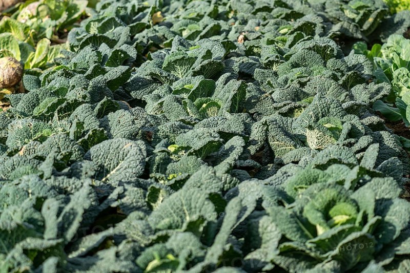 Agriculture, Savoy cabbage heads growing in a field