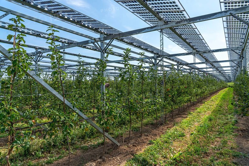 Agri-photovoltaic test plant, an apple orchard with two different systems of PV modules was roofed over 3000 square metres, rain and sunlight comes through, at the same time protection against hail and heavy rain, next to it are the same trees but without a solar roof, as a comparison object, how the PV roof affects the trees and harvest, the field test is accompanied by the Fraunhofer Institute for Solar Energy Systems ISE, in Grafschaft-Gelsdorf, Rhineland-Palatinate, Germany, Europe