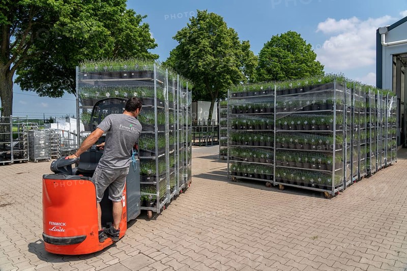 Horticultural company, lavender plants, in flower pots, outdoors, are packed for transport to the customer, North Rhine-Westphalia, Germany, Europe