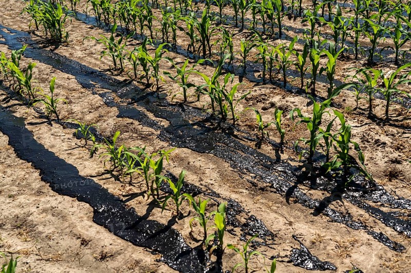 A maize field, with young plants, is fertilised with liquid manure, near Geldern, North Rhine-Westphalia, Germany, Europe