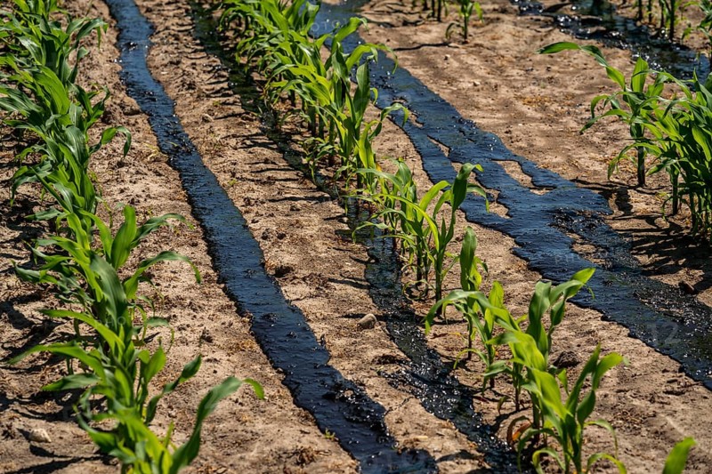A maize field, with young plants, is fertilised with liquid manure, near Geldern, North Rhine-Westphalia, Germany, Europe