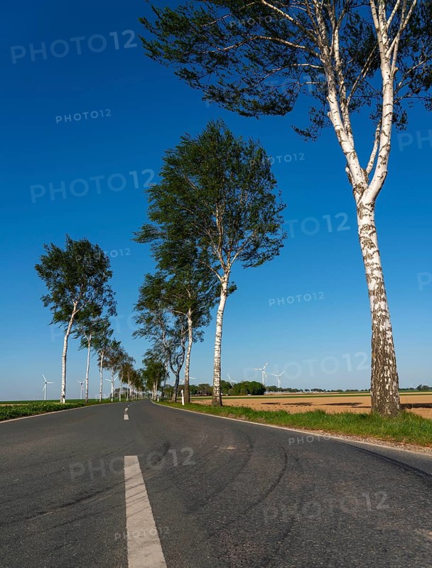 Birch avenue, country road, near the village of Katzem, Heinsberg district, wind farm, North Rhine-Westphalia, Germany, Europe