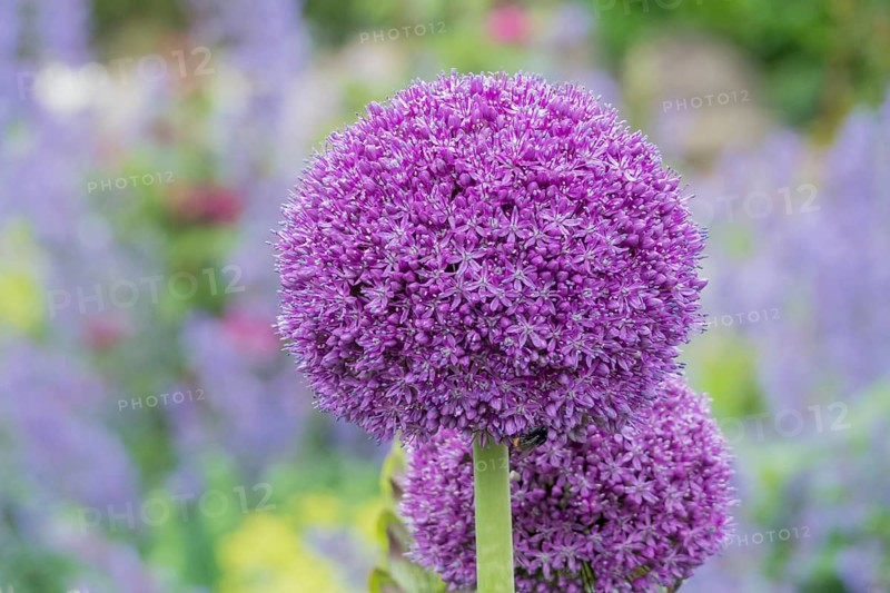 Ornamental leek (Allium sp.), flower stand, Münsterland, North Rhine-Westphalia