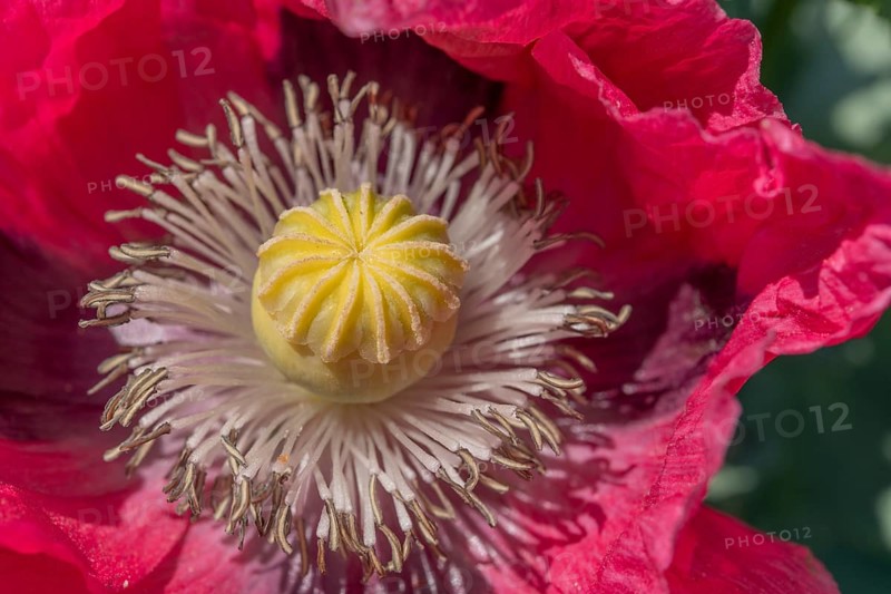 Detailed view of a poppy flower in the landscape in spring. Kaiserstuhl, Emmendingen, Freiburg im Breisgau, Baden-Württemberg, Germany, Europe