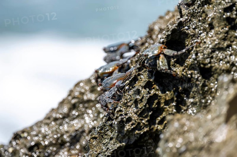 Crab on a rock, Reserva Natural Cabo Blanco, Costa Rica, Central America